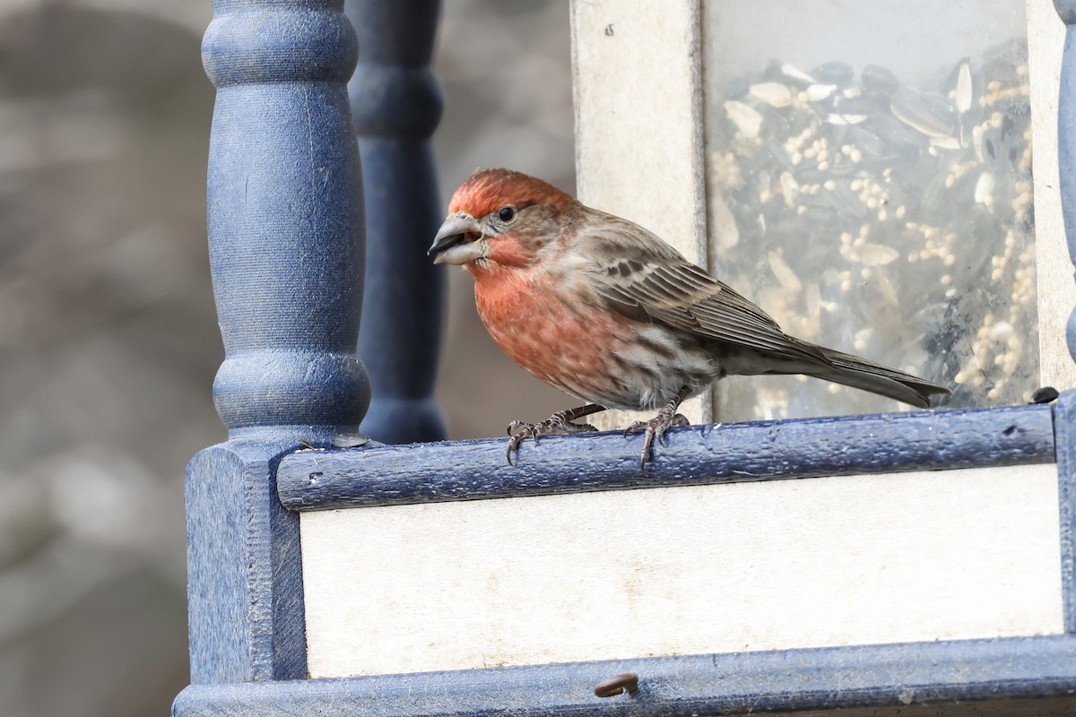 House Finch - ML628566651
