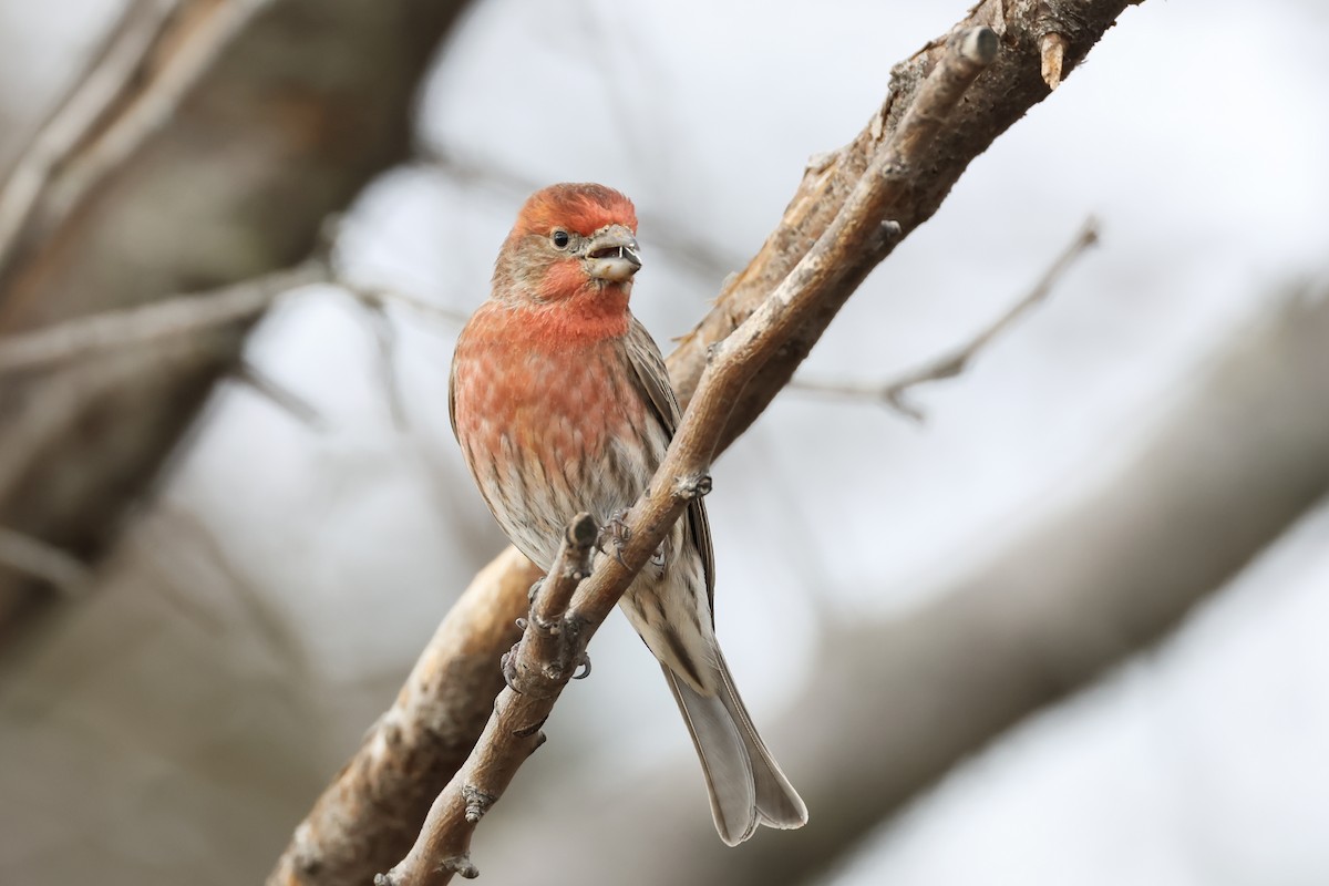 House Finch - ML628566672