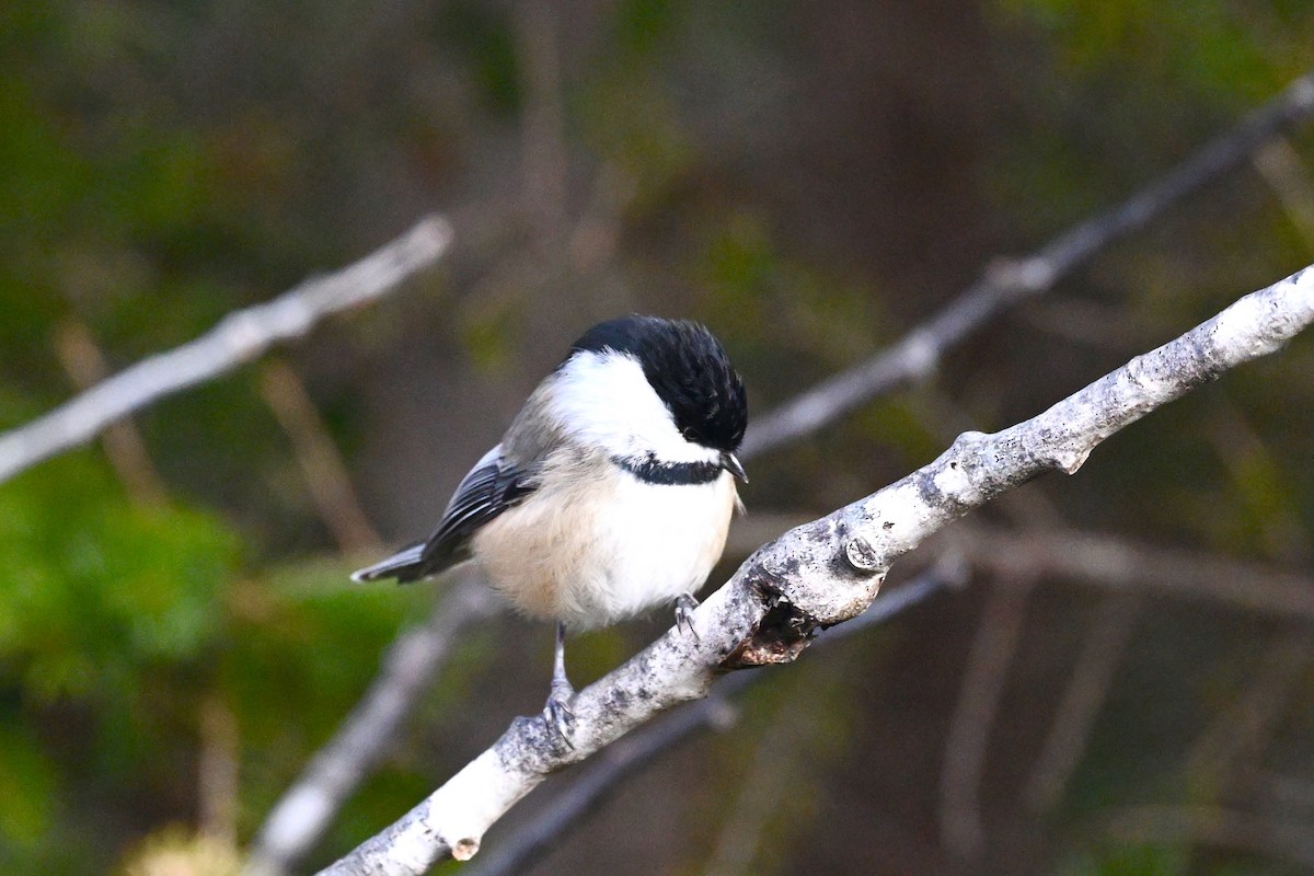 Black-capped Chickadee - ML628566674