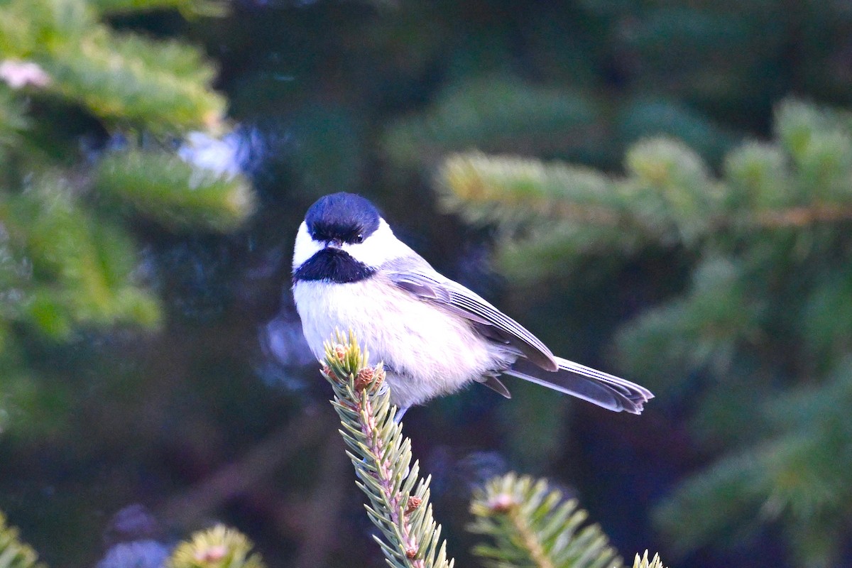 Black-capped Chickadee - ML628566676