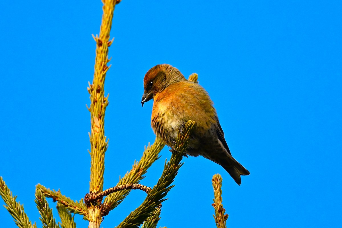 Гацуурын солбин хошуут - ML628566722