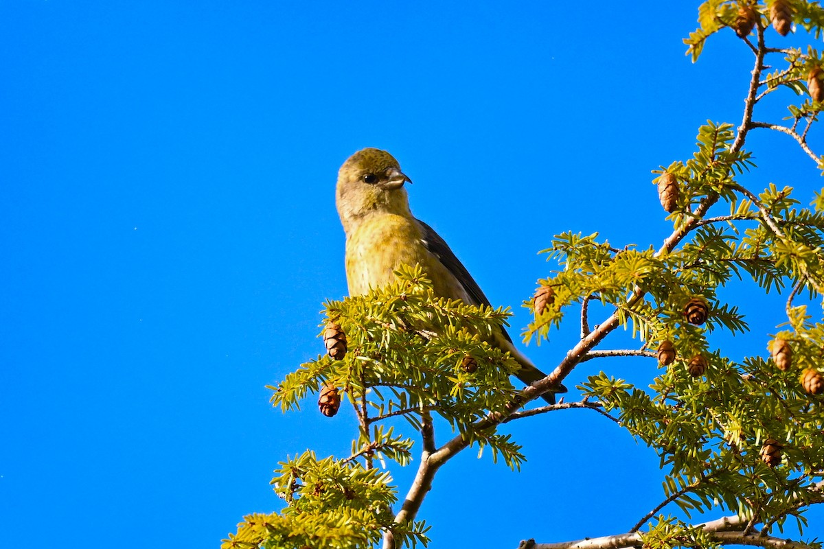 Гацуурын солбин хошуут - ML628566724