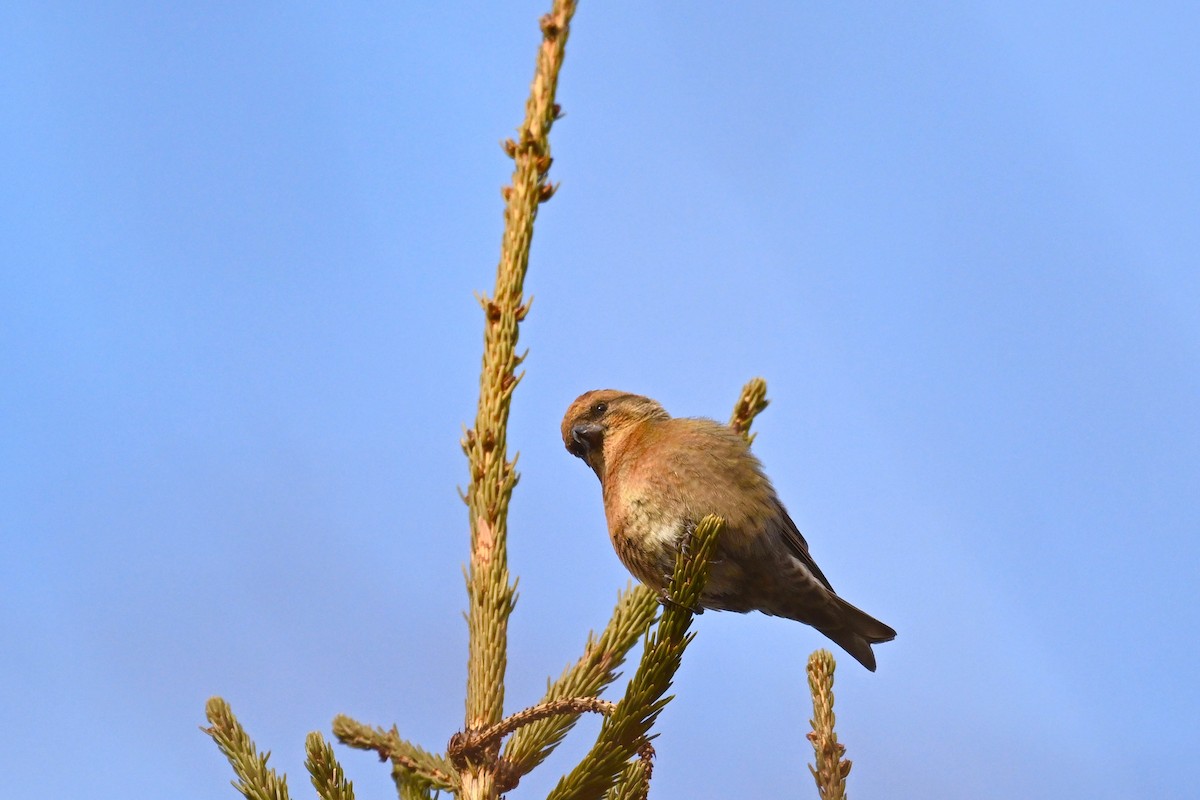 Гацуурын солбин хошуут - ML628566725