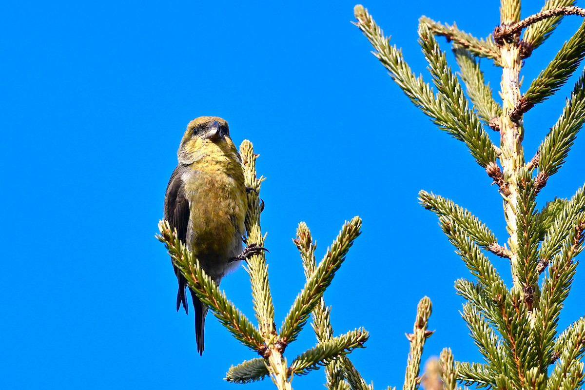 Гацуурын солбин хошуут - ML628566726