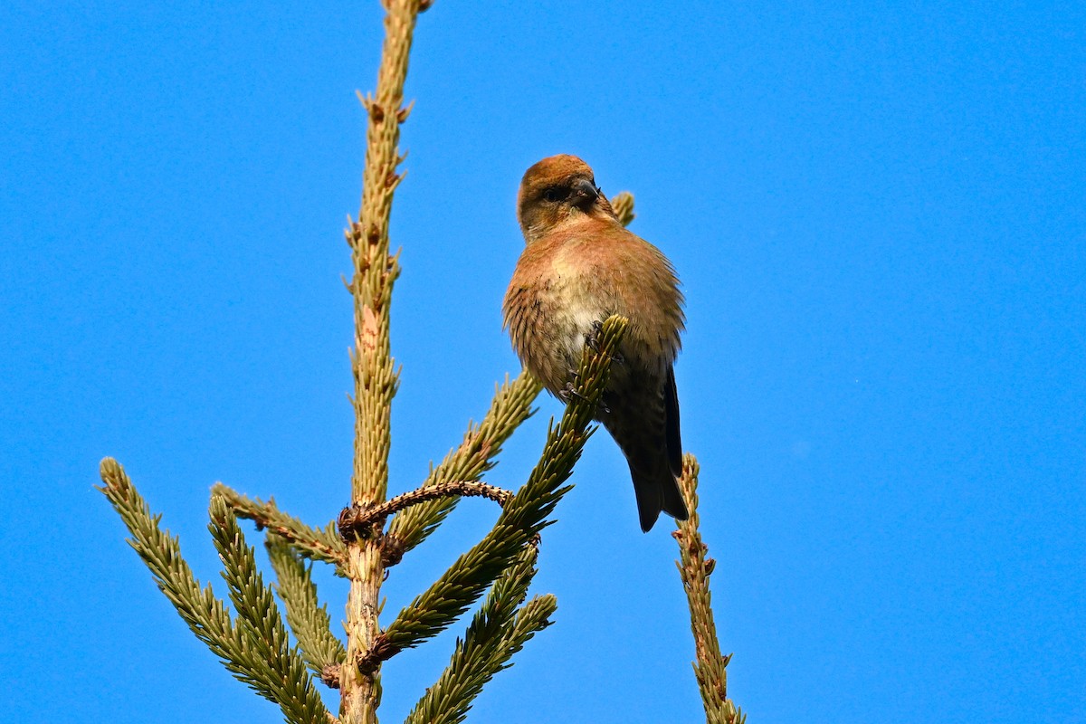Гацуурын солбин хошуут - ML628566728