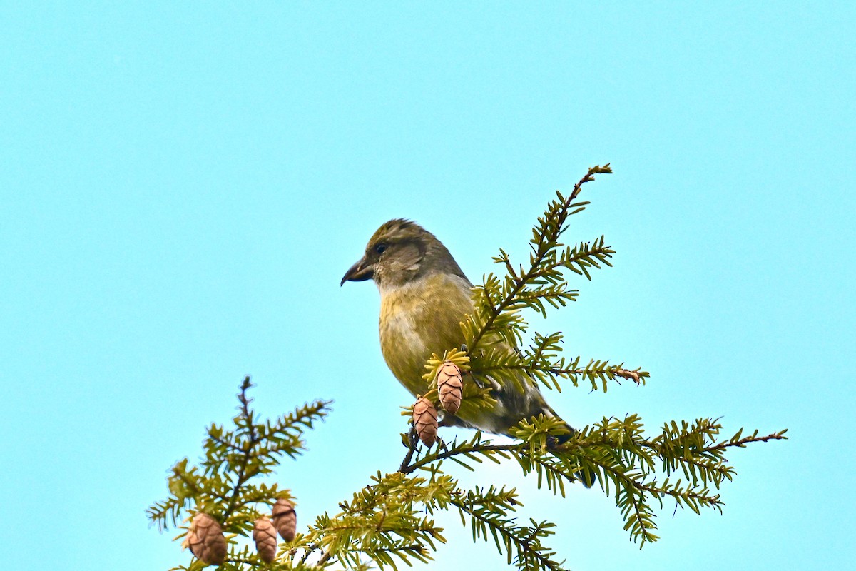 Гацуурын солбин хошуут - ML628566729