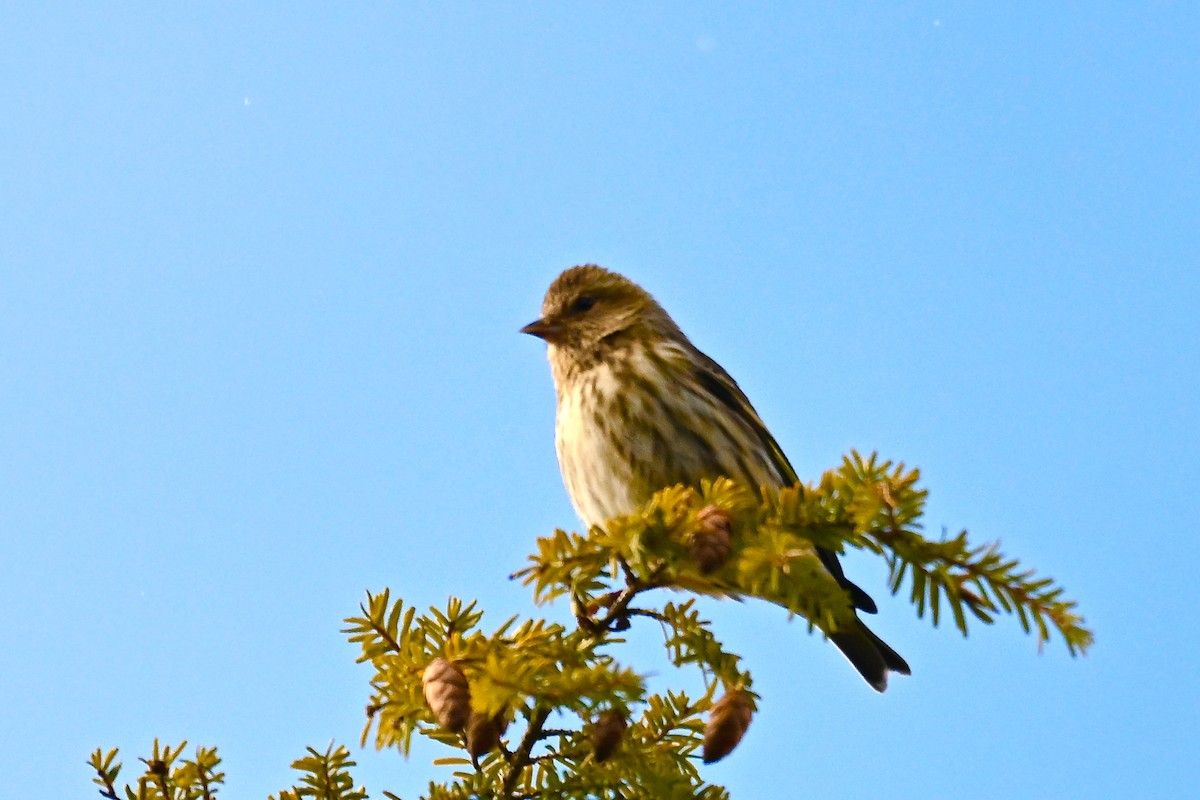 Pine Siskin - ML628566754