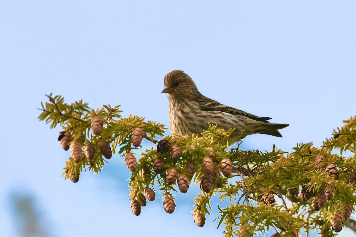 Pine Siskin - ML628566756