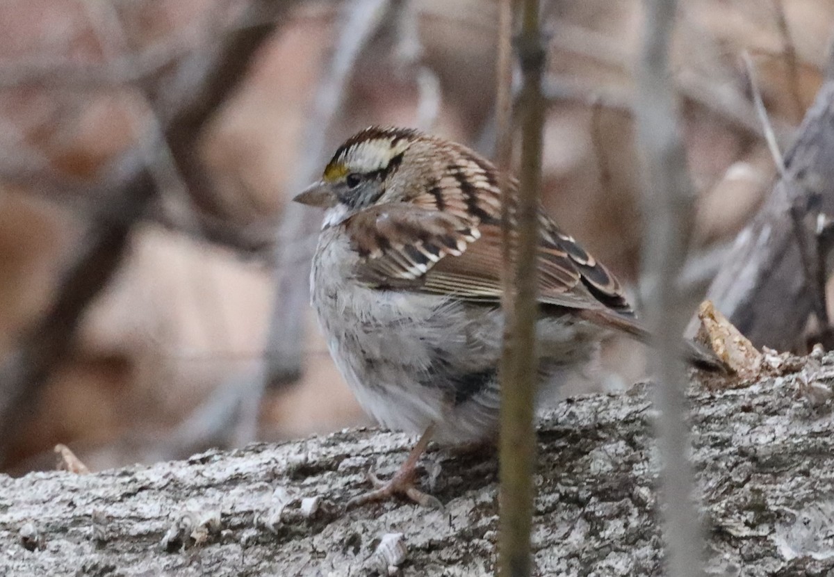 White-throated Sparrow - ML628566908