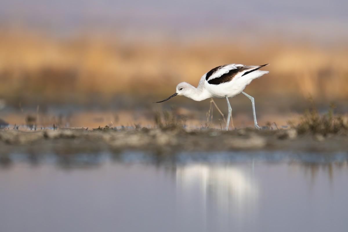 American Avocet - ML628566940