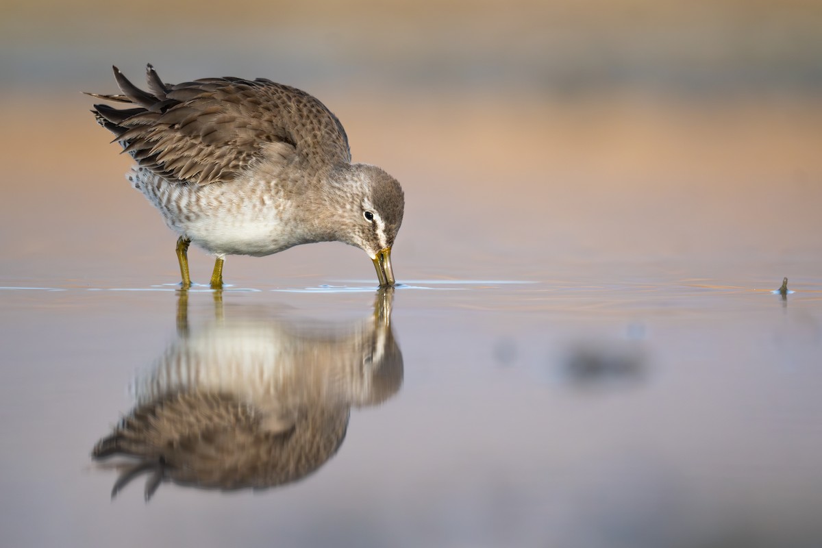 Long-billed Dowitcher - ML628566969