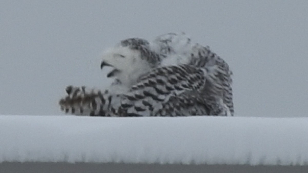 Snowy Owl - ML628567231