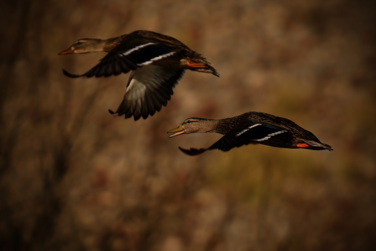 Mexican Duck - ML628567774