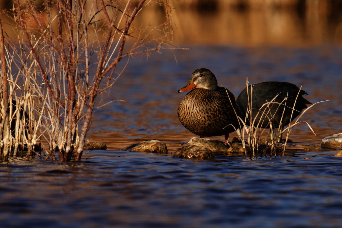 Mexican Duck - ML628567775