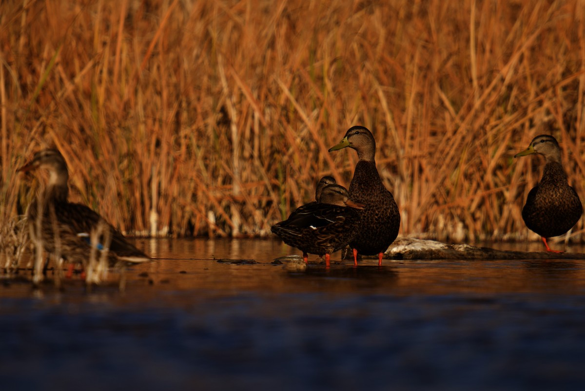 Mexican Duck - ML628567778