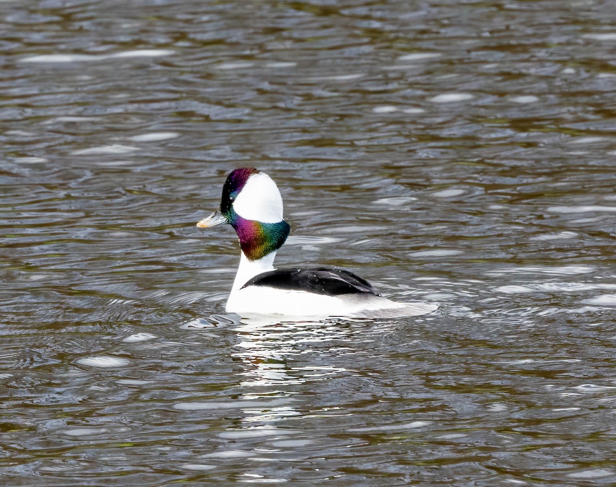 Bufflehead - ML628567804