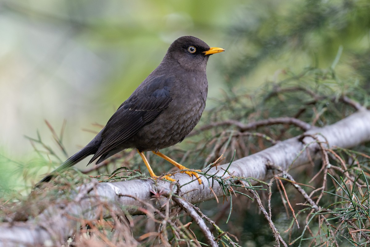 Sooty Thrush - ML628567880