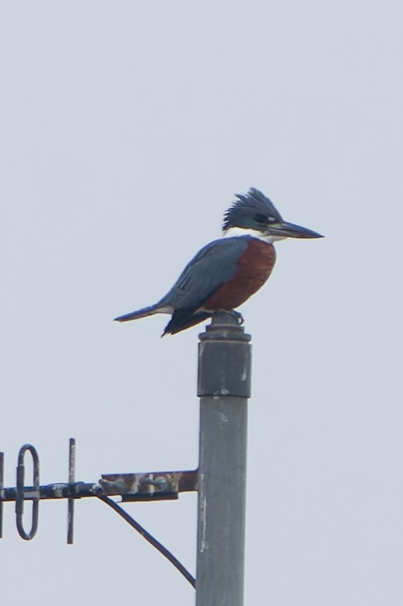 Ringed Kingfisher - ML628567881