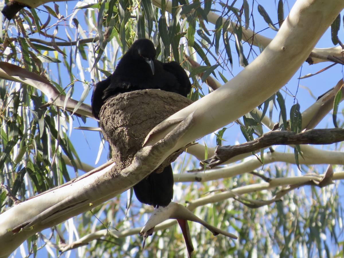 White-winged Chough - ML628567912