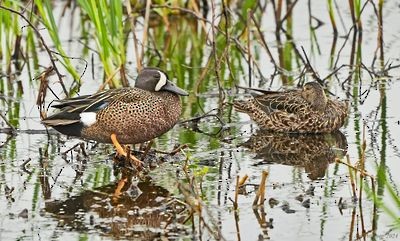 Blue-winged Teal - ML628568053