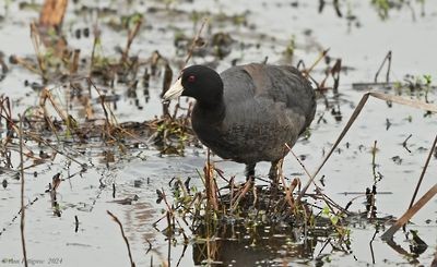 American Coot - ML628568068