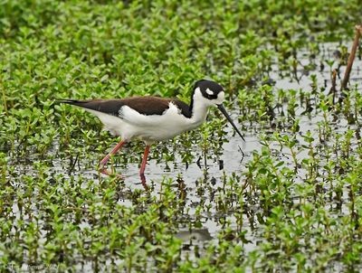 Black-necked Stilt - ML628568079