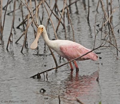 Roseate Spoonbill - ML628568095