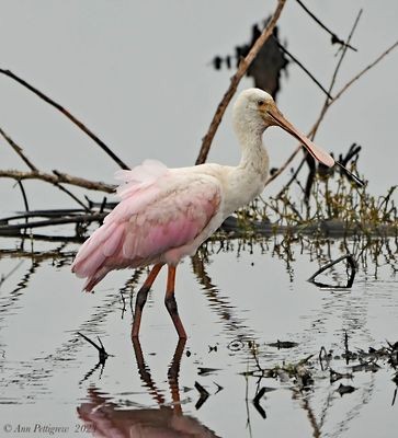 Roseate Spoonbill - ML628568096