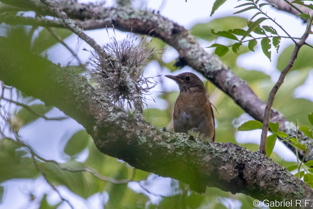 Andean Slaty Thrush - ML628568104