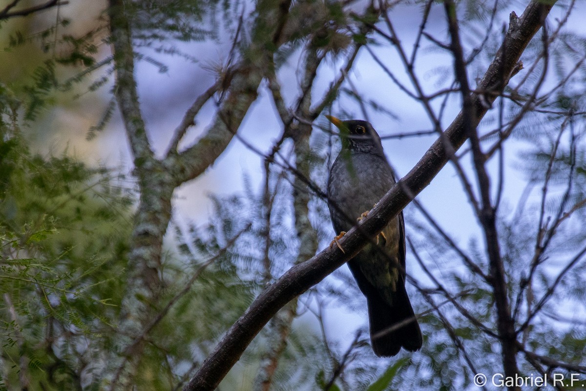 Andean Slaty Thrush - ML628568105