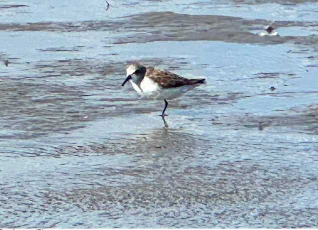 Western Sandpiper - ML628568120