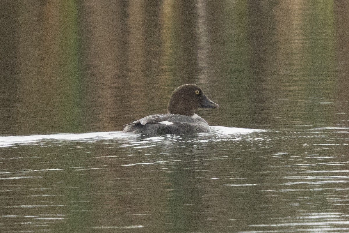 Common Goldeneye - ML628568253