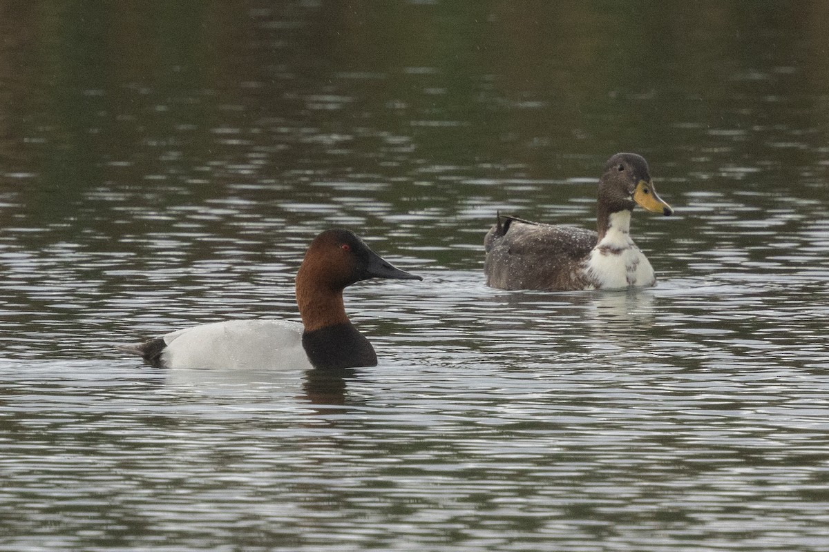 Canvasback - ML628568259