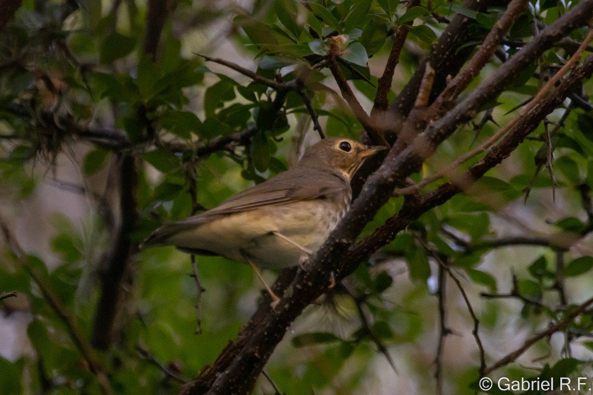 Swainson's Thrush - ML628568270