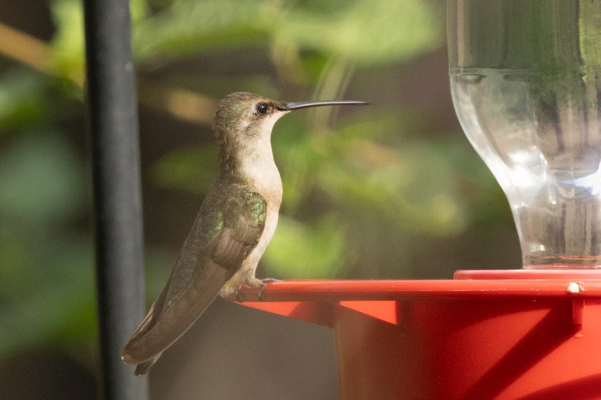 Black-chinned Hummingbird - ML628568306