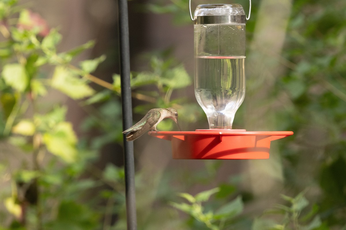 Black-chinned Hummingbird - ML628568307