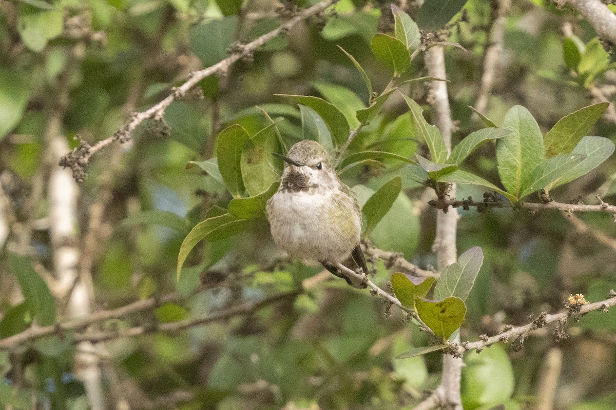 Anna's Hummingbird - ML628568324