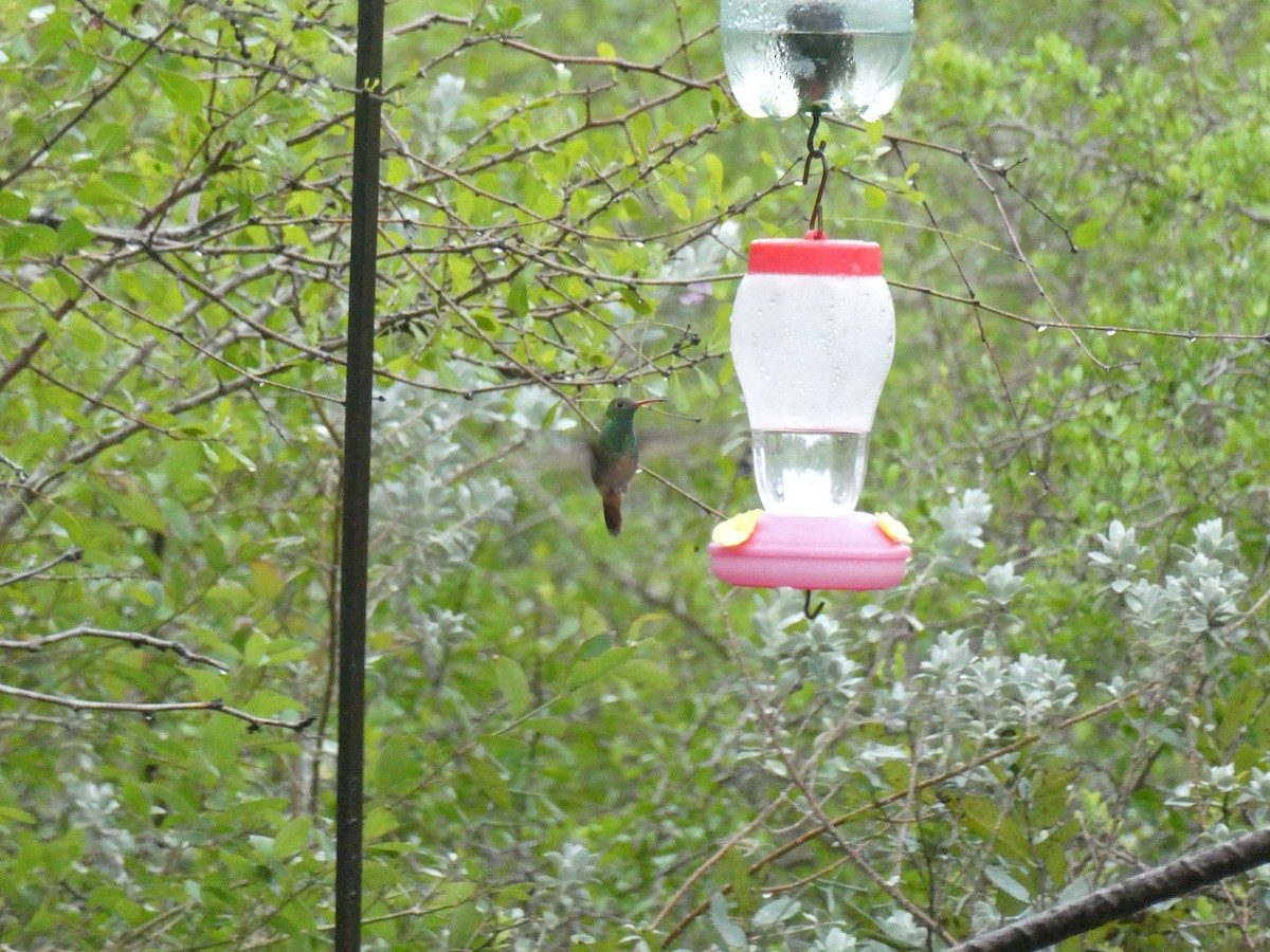 Buff-bellied Hummingbird - ML628568374