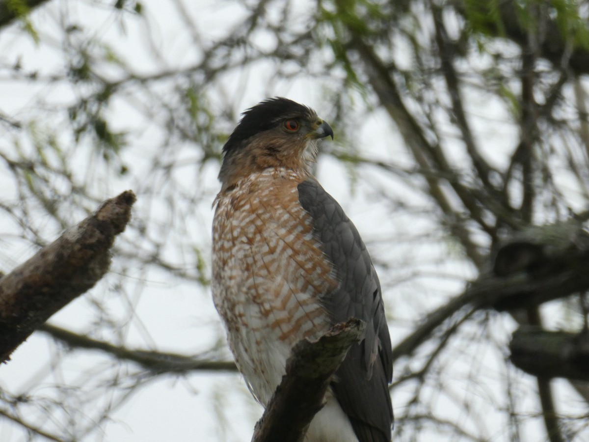 Cooper's Hawk - ML628568394