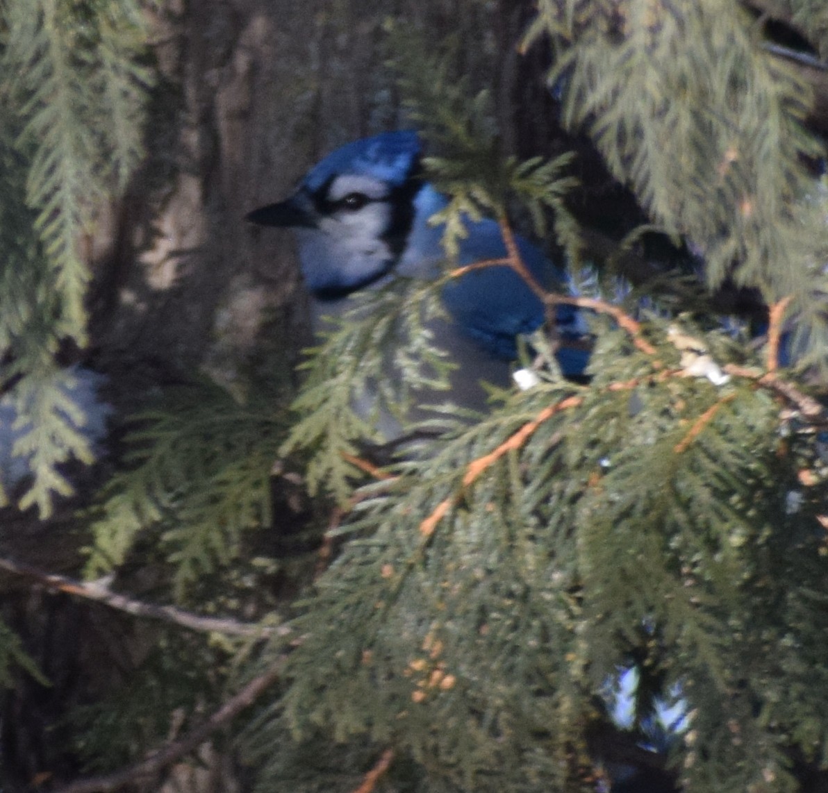 Blue Jay - ML628568515
