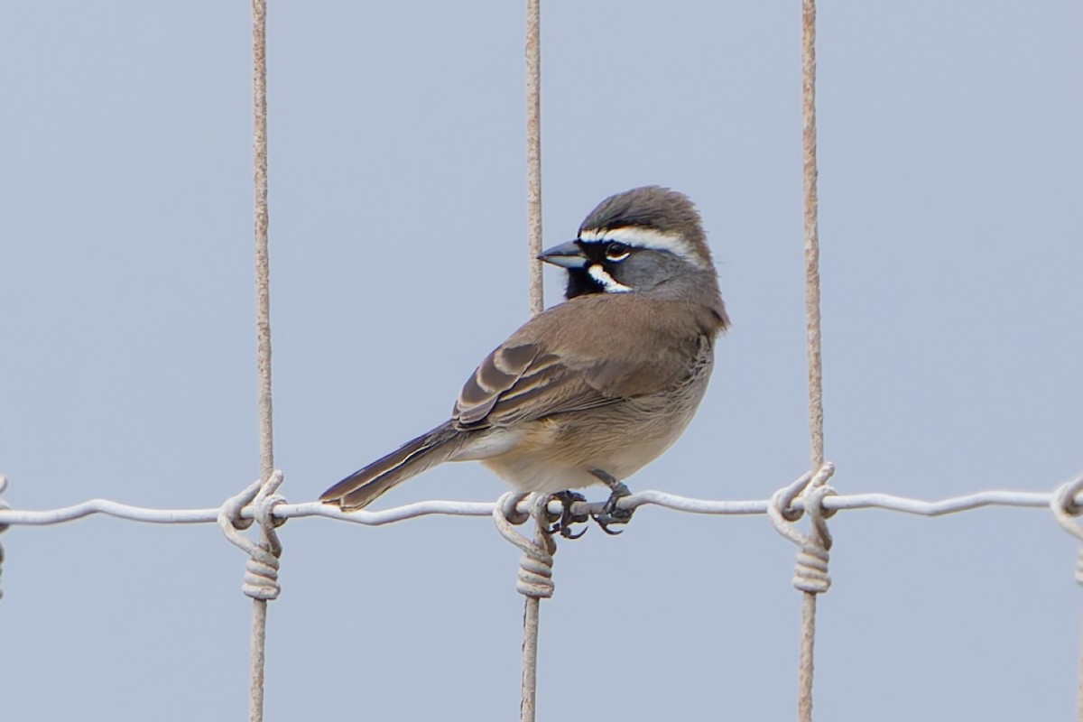 Black-throated Sparrow - ML628568528