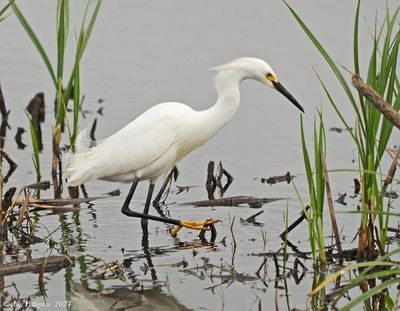 Snowy Egret - ML628568542