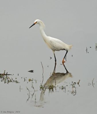 Snowy Egret - ML628568543