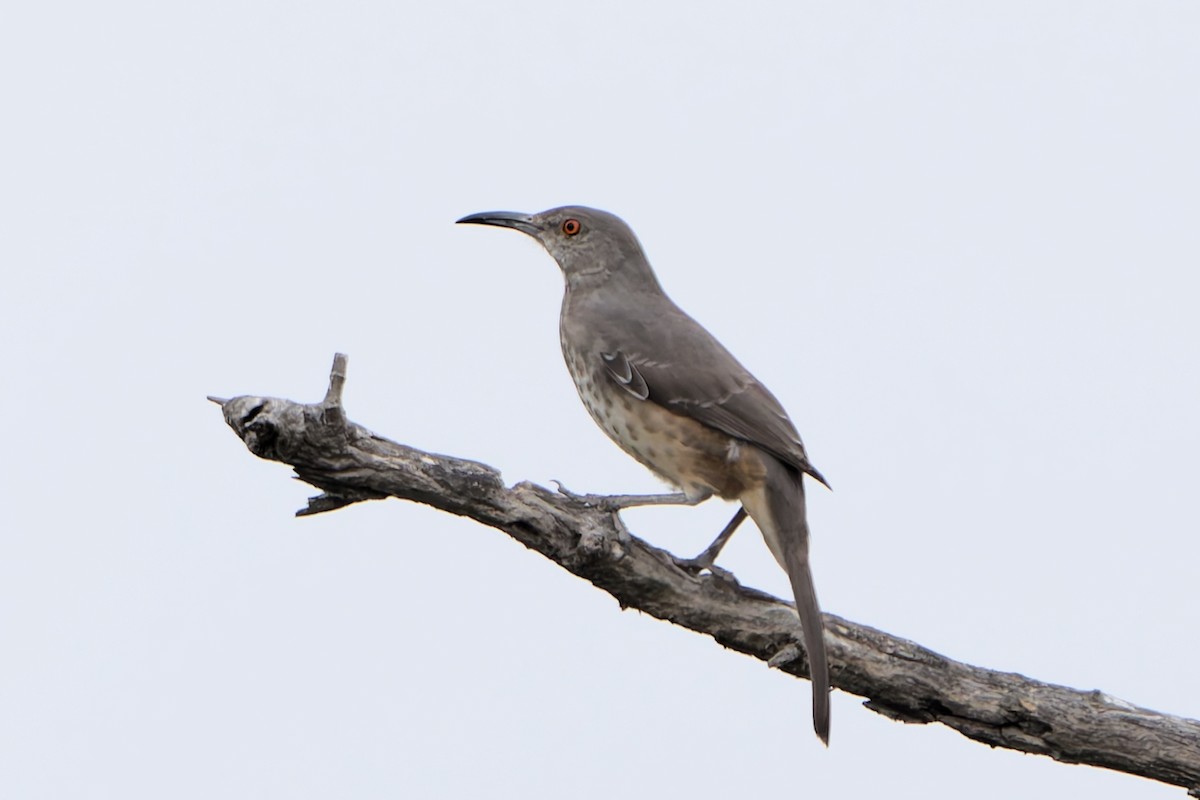 Curve-billed Thrasher - ML628568548