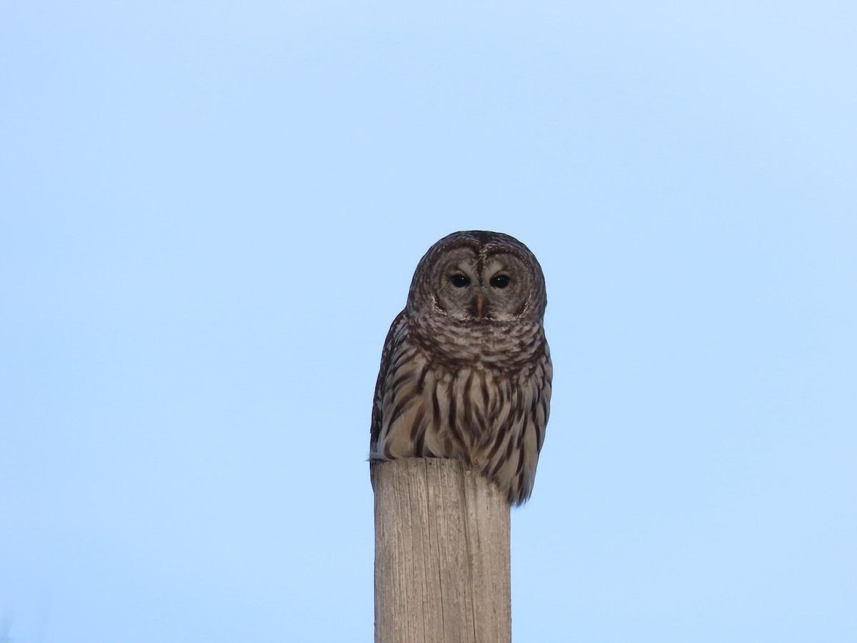 Barred Owl - ML628568556