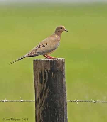 Mourning Dove - ML628568575