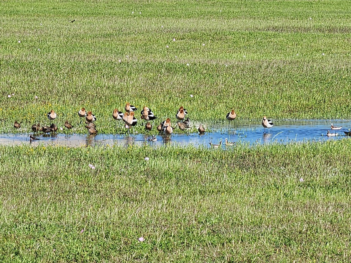 American Avocet - ML628568642