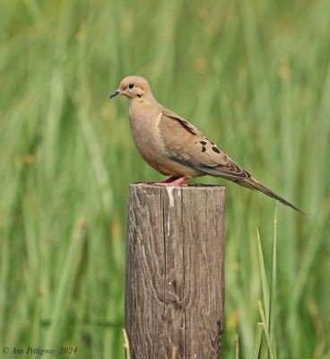 Mourning Dove - ML628568651