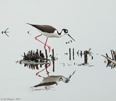 Black-necked Stilt - ML628568676