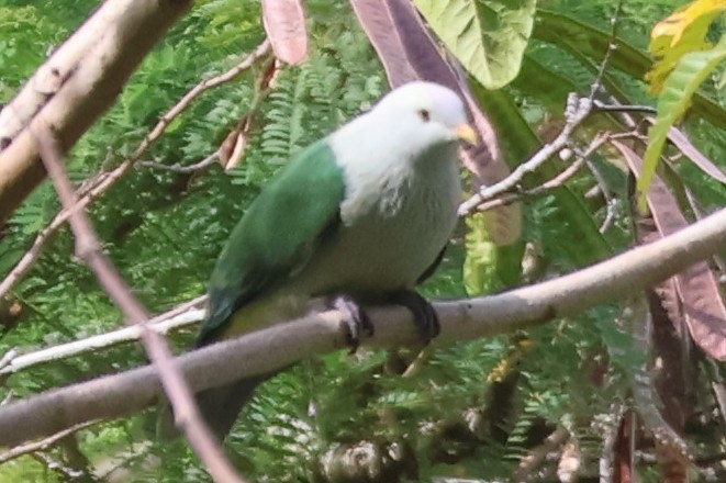 Gray-green Fruit-Dove - ML628568767